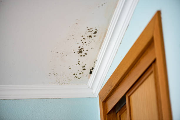 Crawl Space Mold Removal in East St Louis, IL