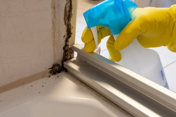 Best Professional Mold Removal  in East St Louis, IL