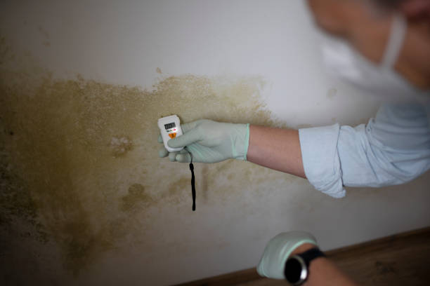 Best Commercial Mold Removal  in East St Louis, IL