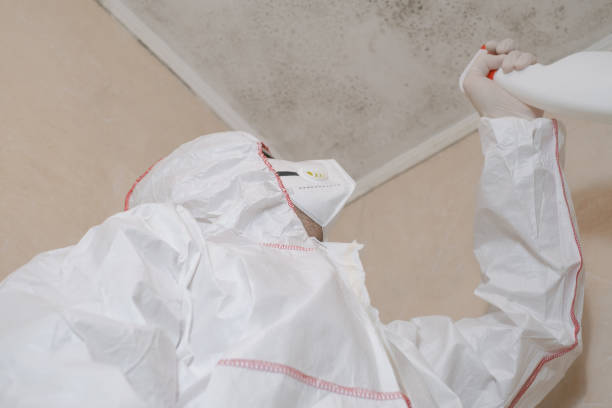 Best Best Mold Removal Companies  in East St Louis, IL