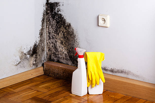 Best Attic Mold Removal  in East St Louis, IL